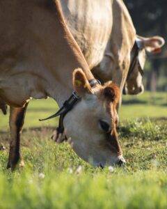 Pasajinak impulsa su modelo de bienestar animal con prácticas de libre pastoreo y cuidado integral de sus vacas Jersey