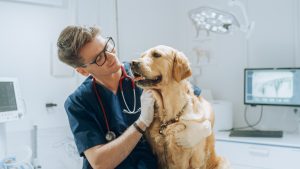 Tu perro no puede decirte que algo cambió, pero sí puede mostrártelo